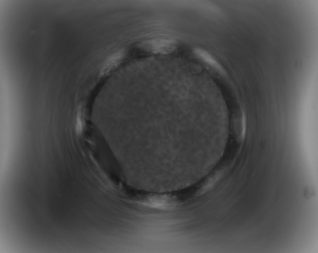 X0000085300757200703302000