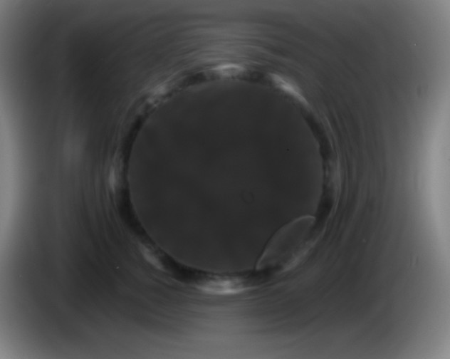 X0000085300760200703302000