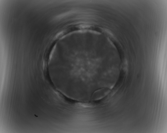 X0000085300763200703302000