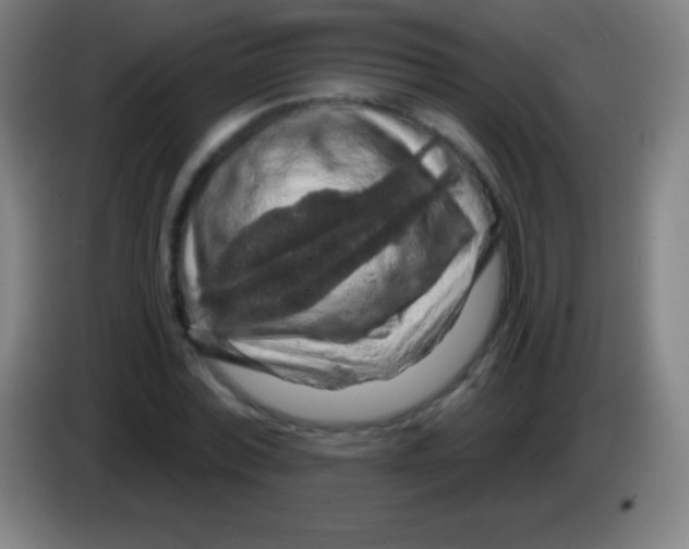 X0000085300780200703301959