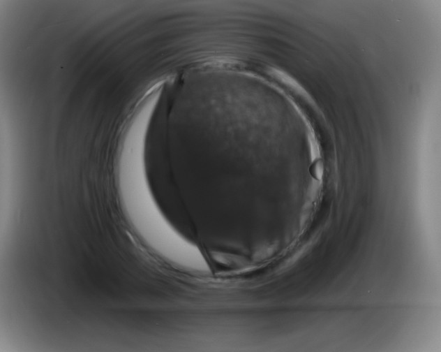 X0000085300785200703301959