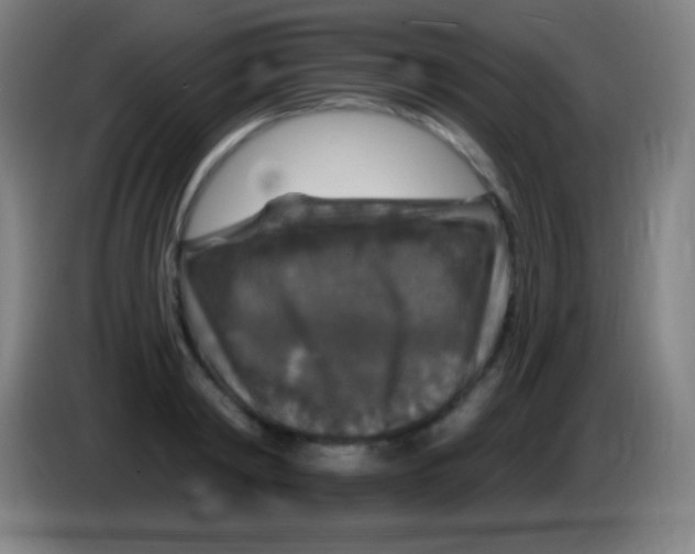 X0000085300798200703301959
