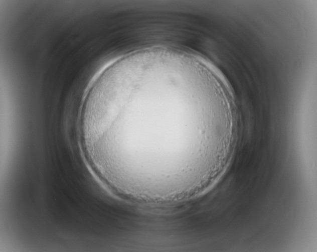 X0000085300810200703301959