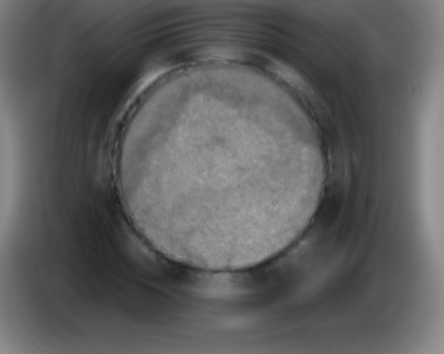 X0000085300828200703301958