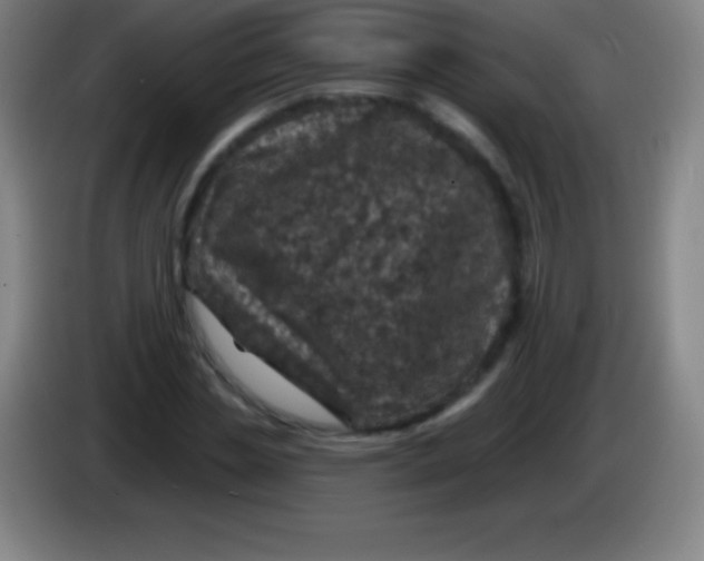 X0000085300829200703301958