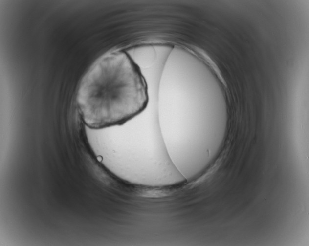 X0000085300835200703301958