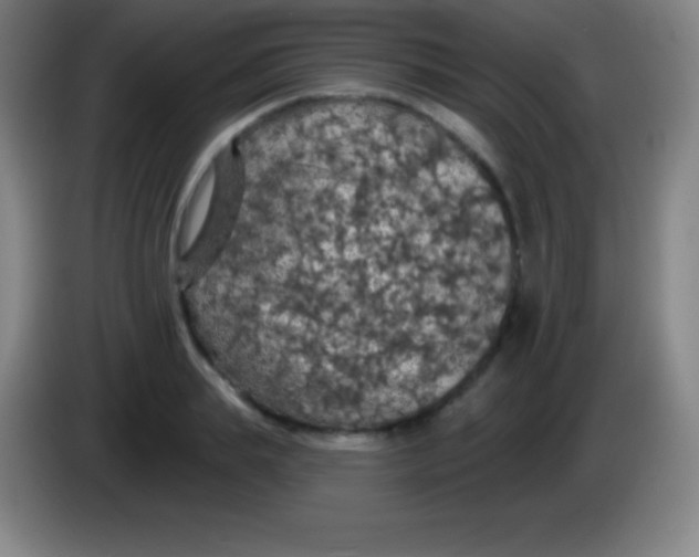 X0000085300839200703301958
