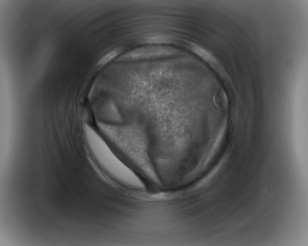 X0000085300841200703301958