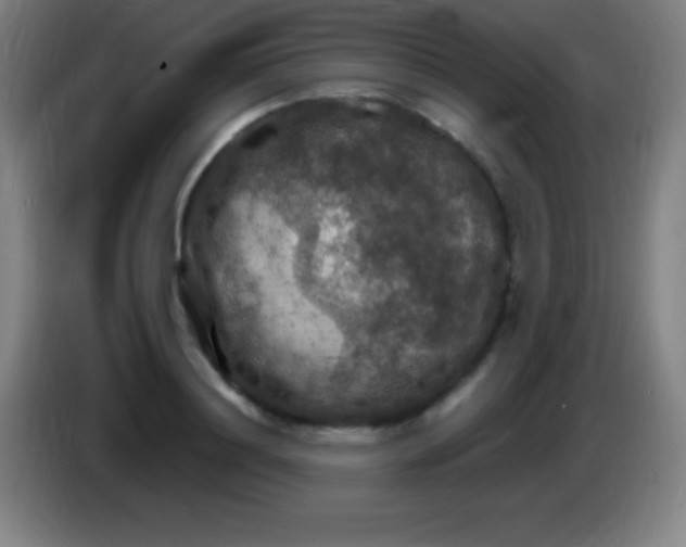 X0000085300844200703301958