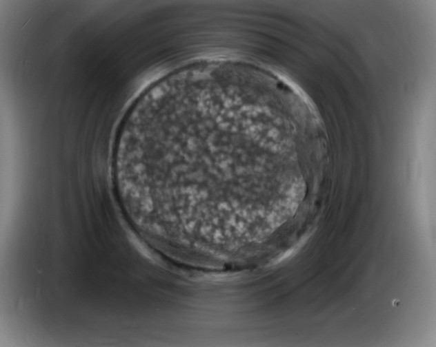 X0000085300845200703301958