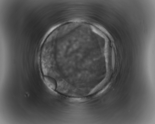 X0000085300855200703301958
