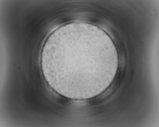 X0000085300856200703301958