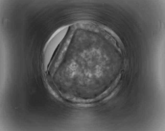 X0000085300860200703301958