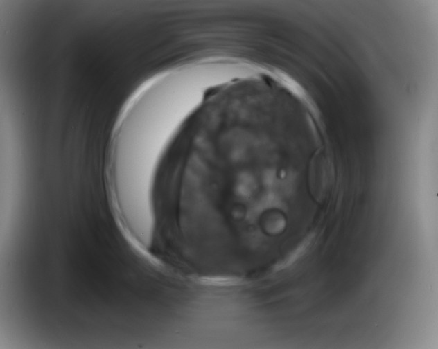 X0000085300863200703301959