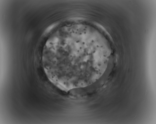 X0000085300871200703301958