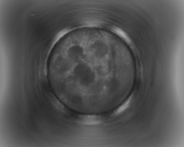 X0000085300883200703301958