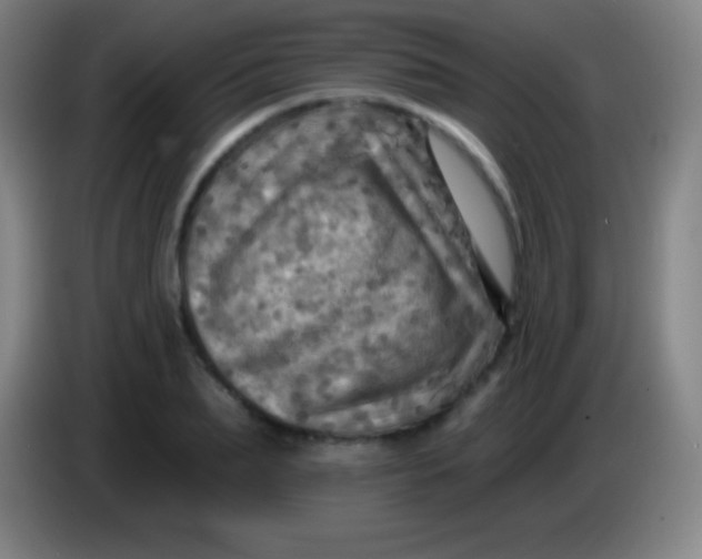 X0000085300887200703301958