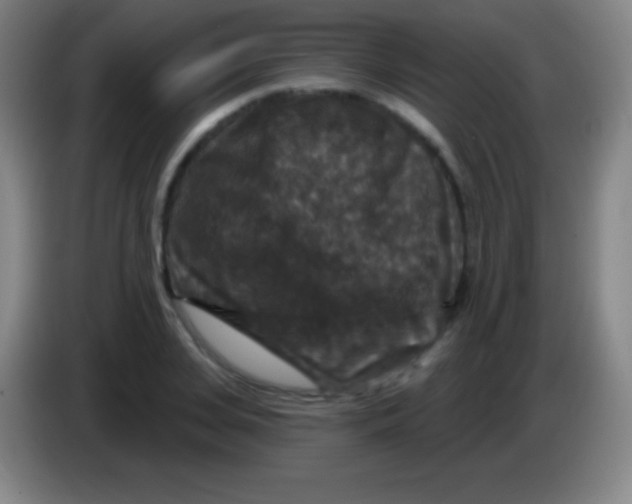 X0000085300935200703301957