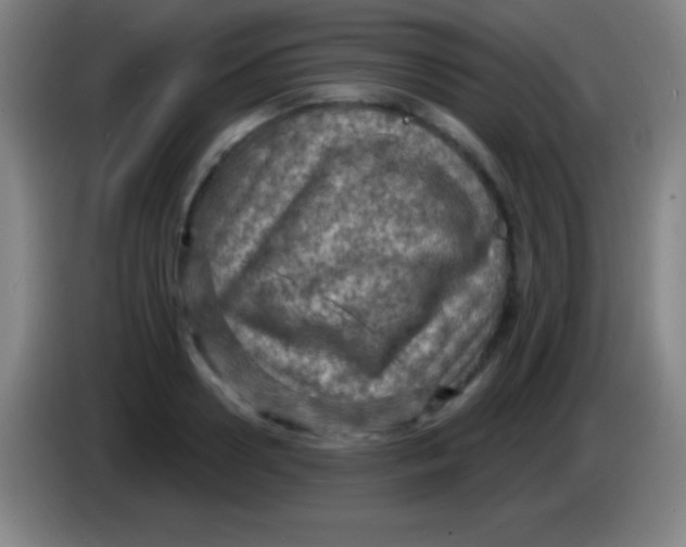 X0000085300938200703301957
