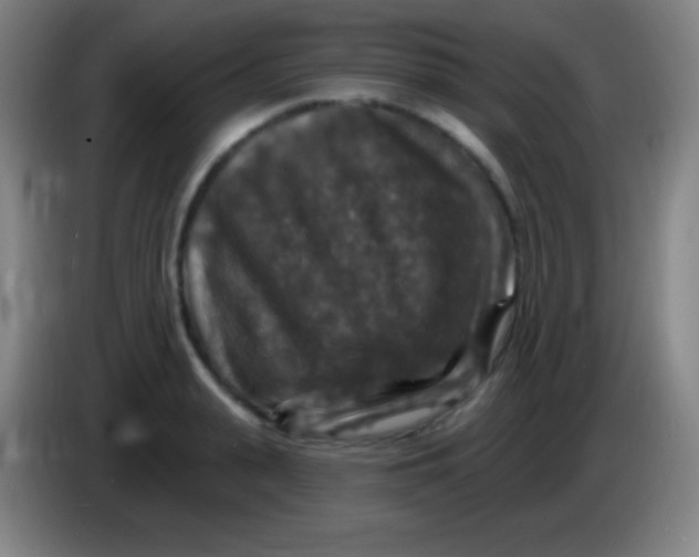 X0000085300943200703301957