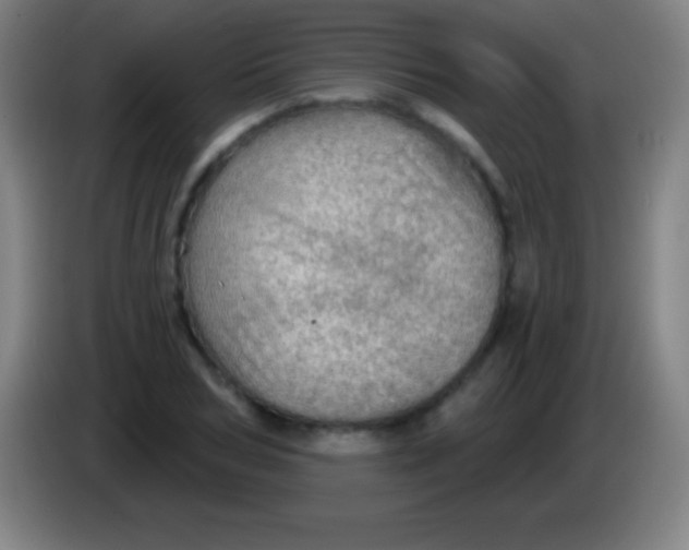 X0000085300978200703301956