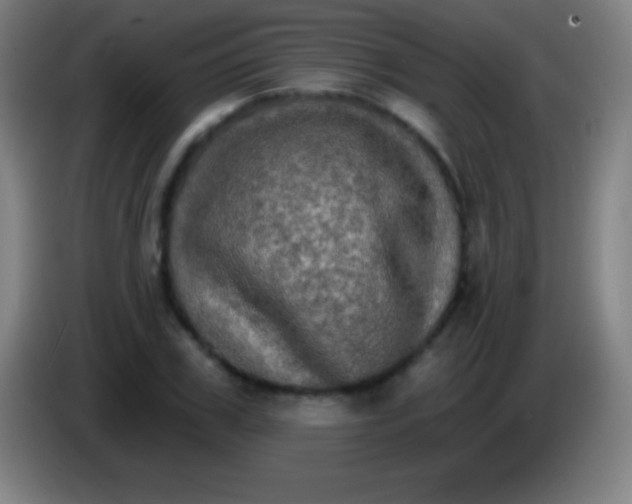 X0000085300979200703301956