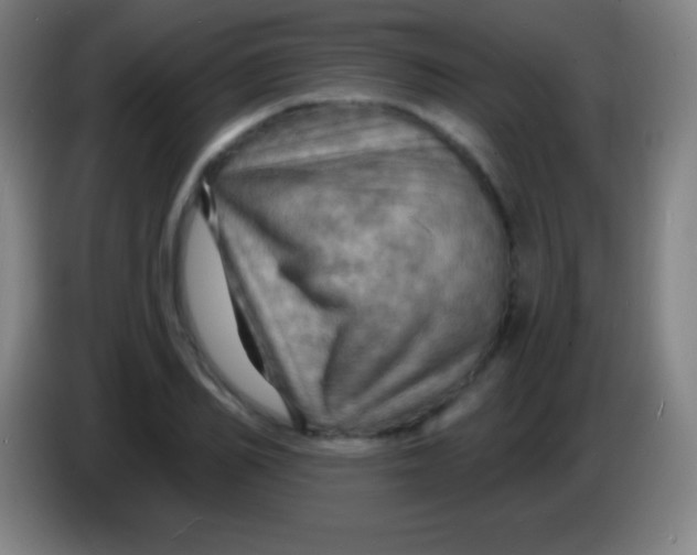 X0000085300982200703301956