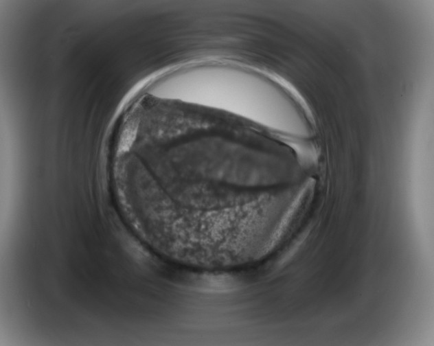 X0000085300983200703301956
