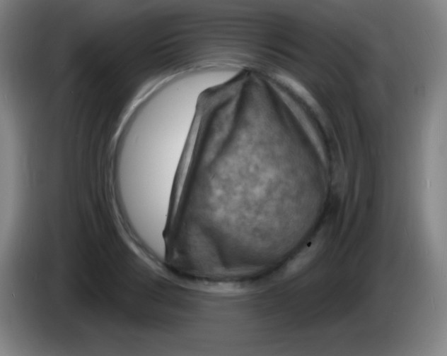 X0000085300986200703301956