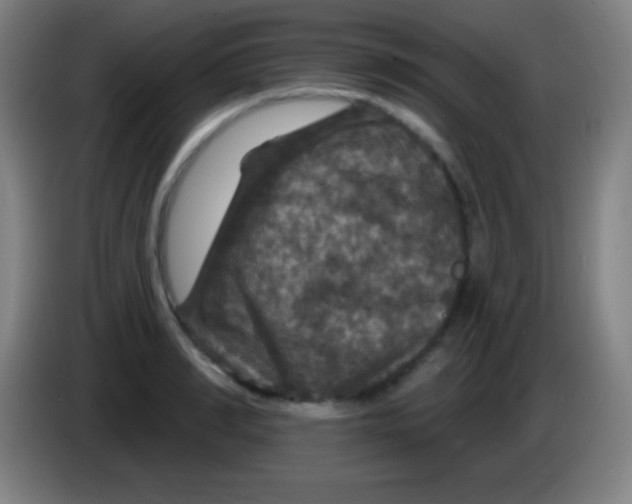 X0000085300990200703301956