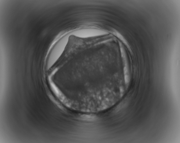 X0000085300994200703301956