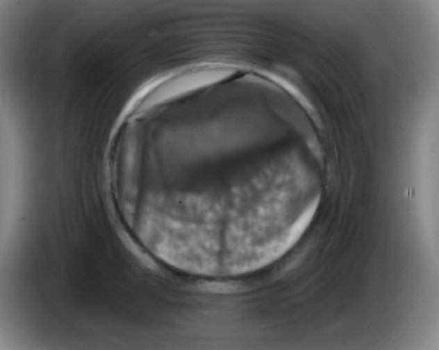 X0000085300998200703301956