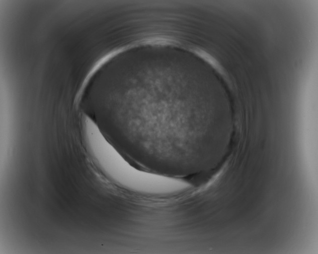 X0000085301022200703301955