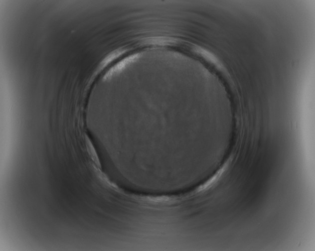 X0000085301025200703301955