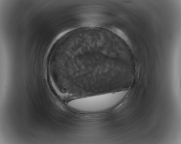 X0000085301035200703301955