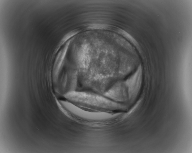 X0000085301041200703301955