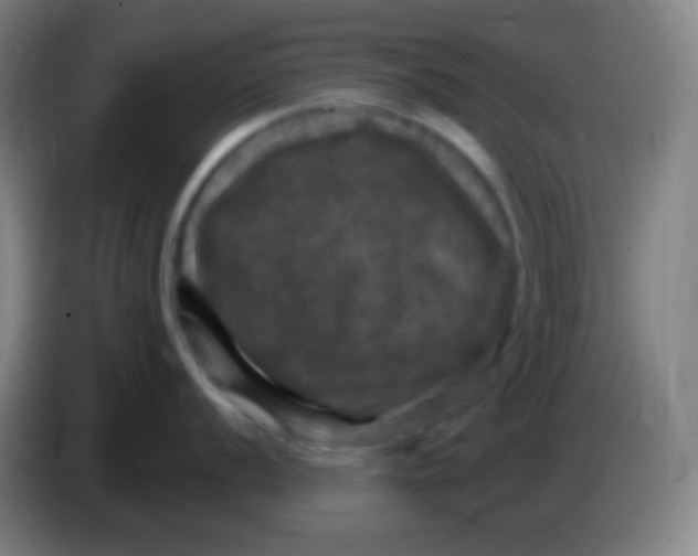 X0000085301056200703301956