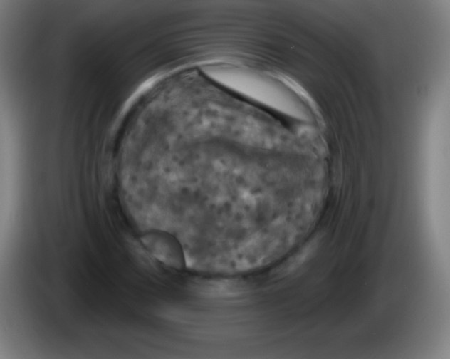 X0000085301067200703301955