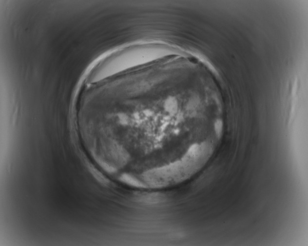 X0000085301072200703301955