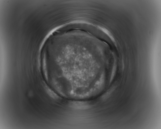 X0000085301076200703301955