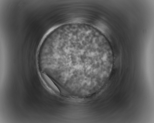 X0000085301086200703301955