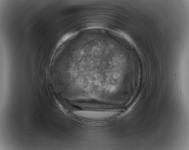 X0000085301145200703301954