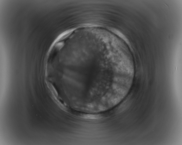 X0000085301179200703301953