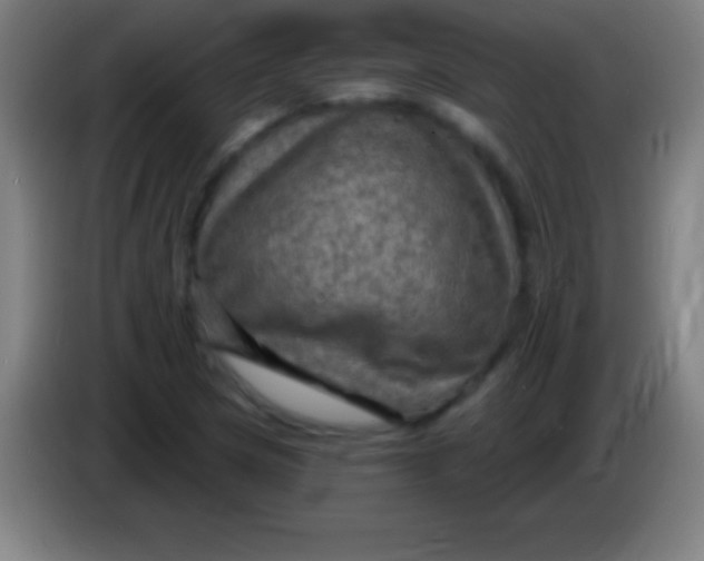 X0000085301217200703301953