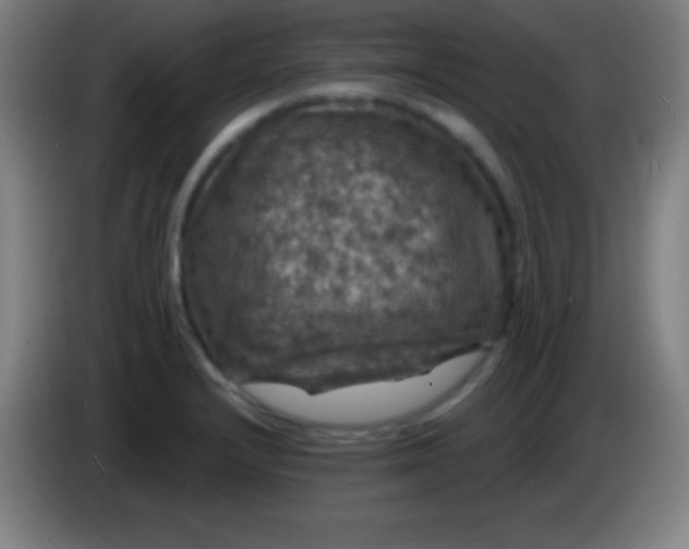 X0000085301232200703301953