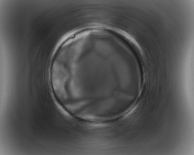 X0000085301239200703301953