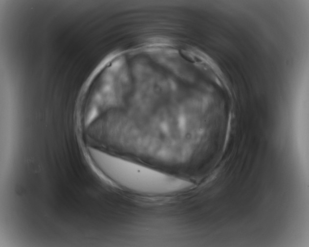 X0000085301243200703301953