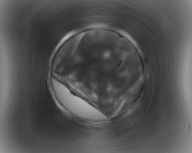 X0000085301245200703301953