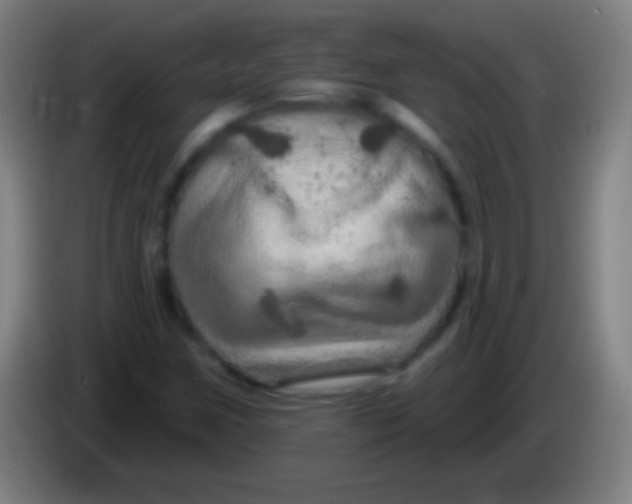 X0000085301259200703301952