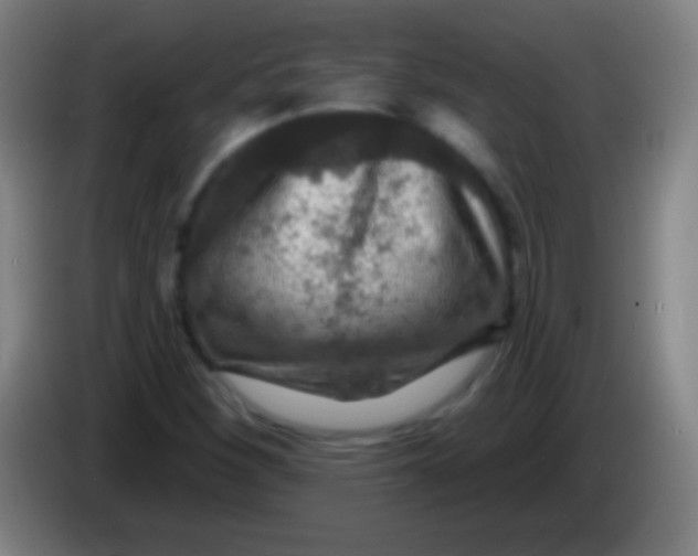 X0000085301260200703301952